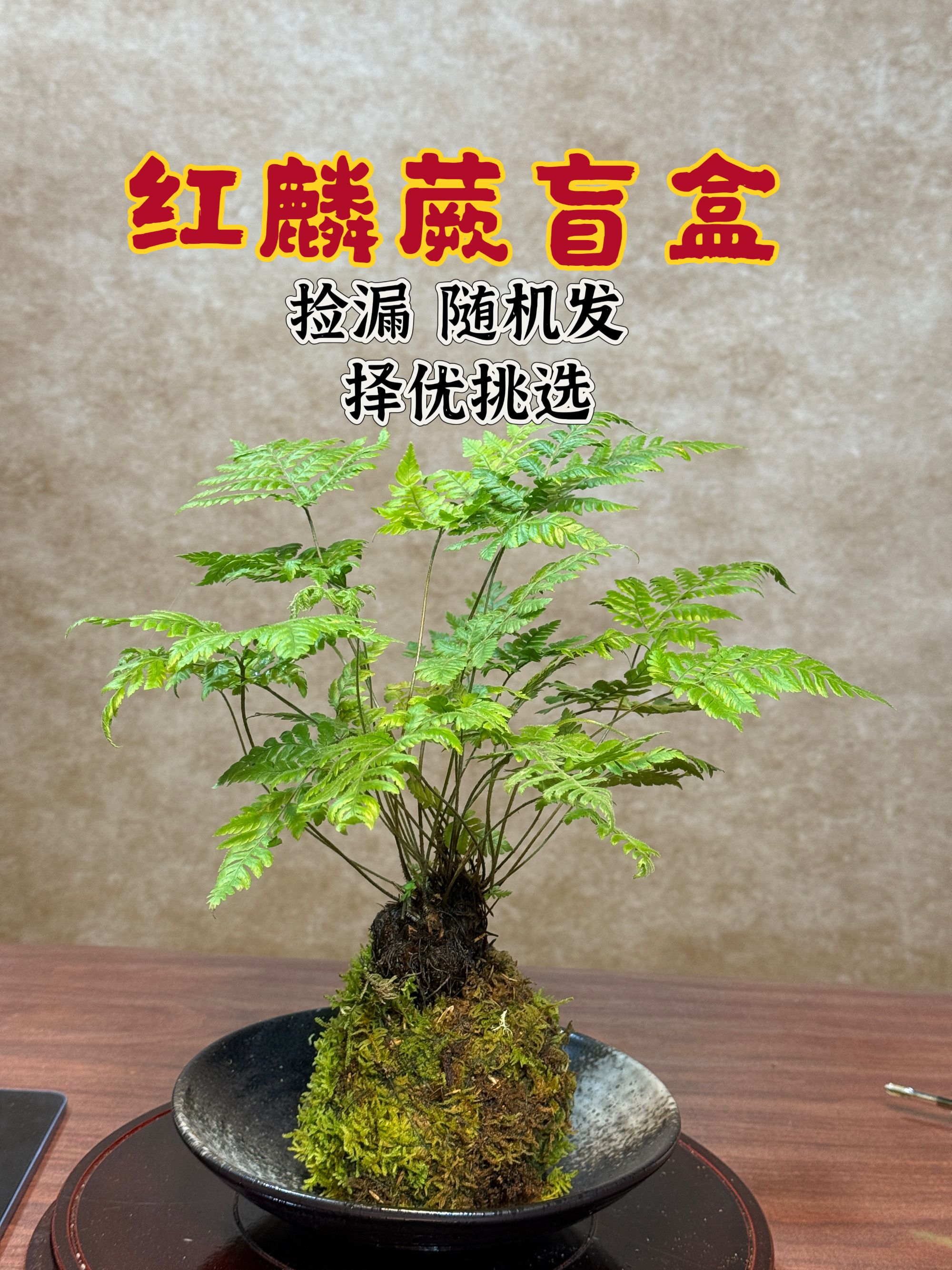 红鳞蕨丛林福利盲盒（包邮成品老桩多枝条多叶片丛林款）30-80CM