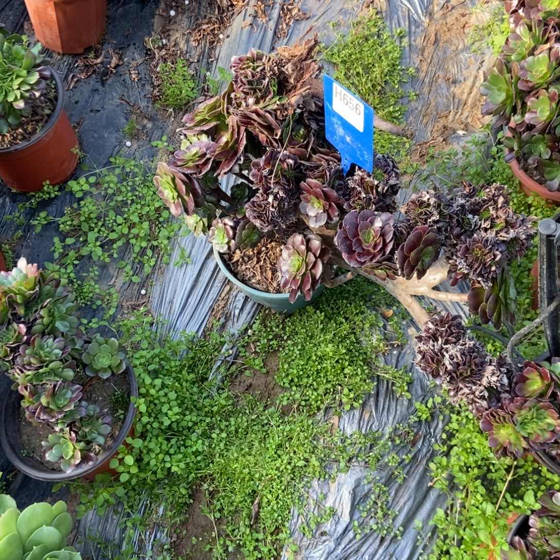 高***清H656欧紫干伤处理