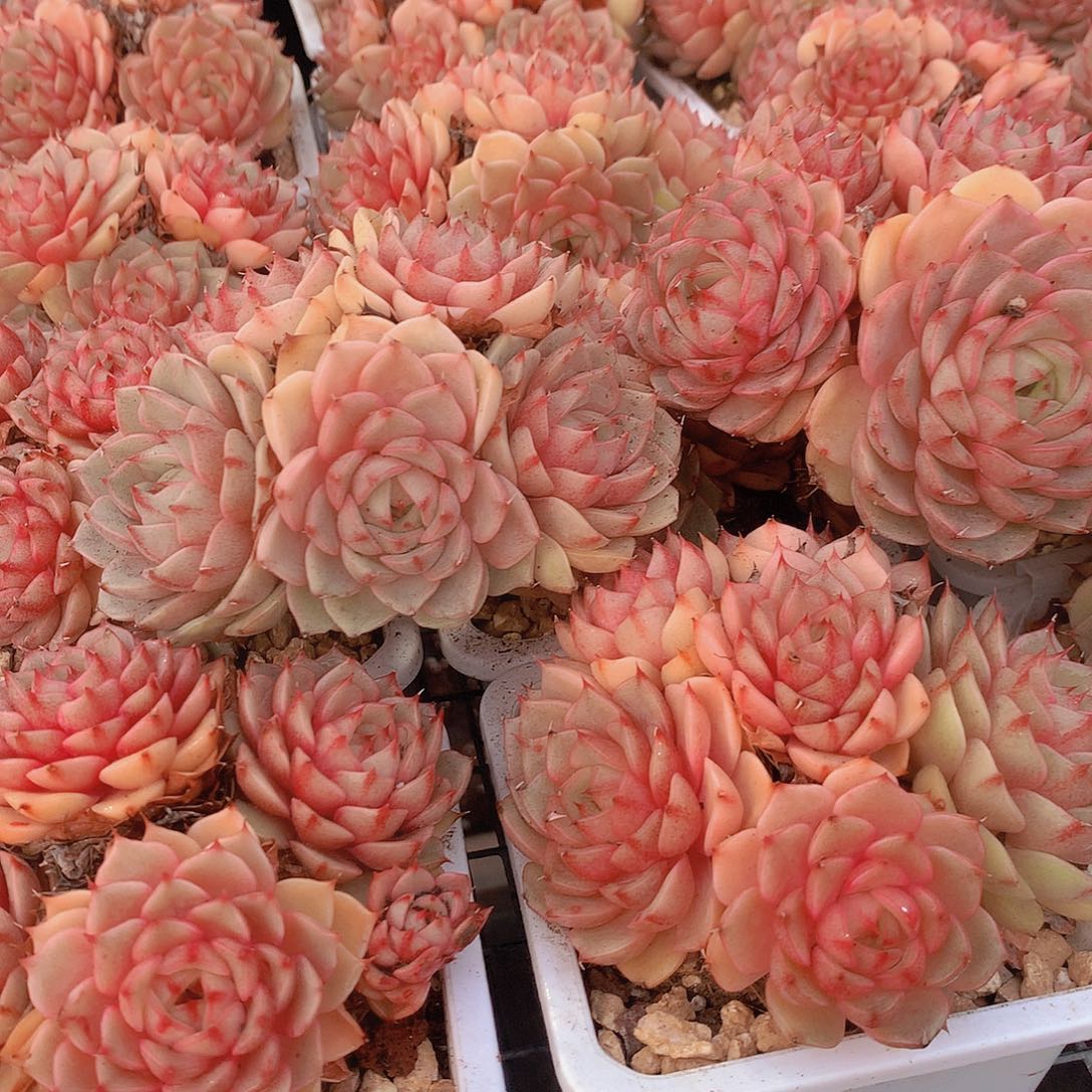 黄金苯巴蒂斯45667889999990