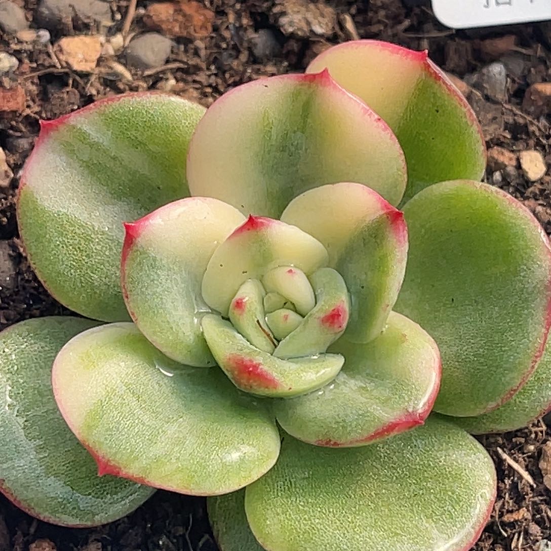 尚品园艺福利锦8027有须根