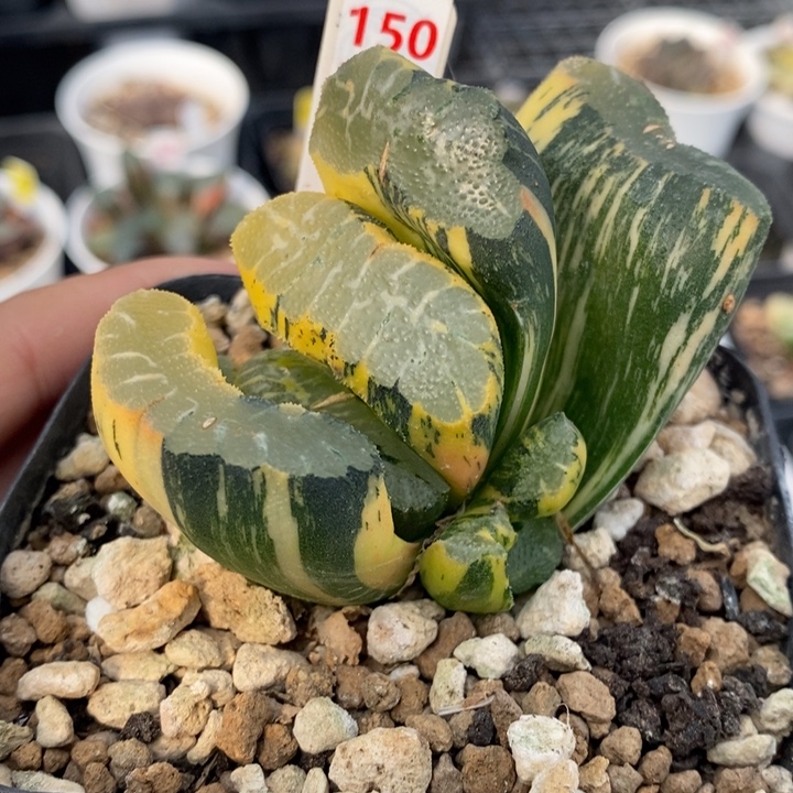 150号赤斑玉扇锦带2侧芽锦