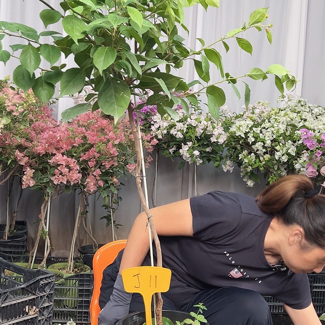 0***1当前无花栽培后可以开花J11变色龙