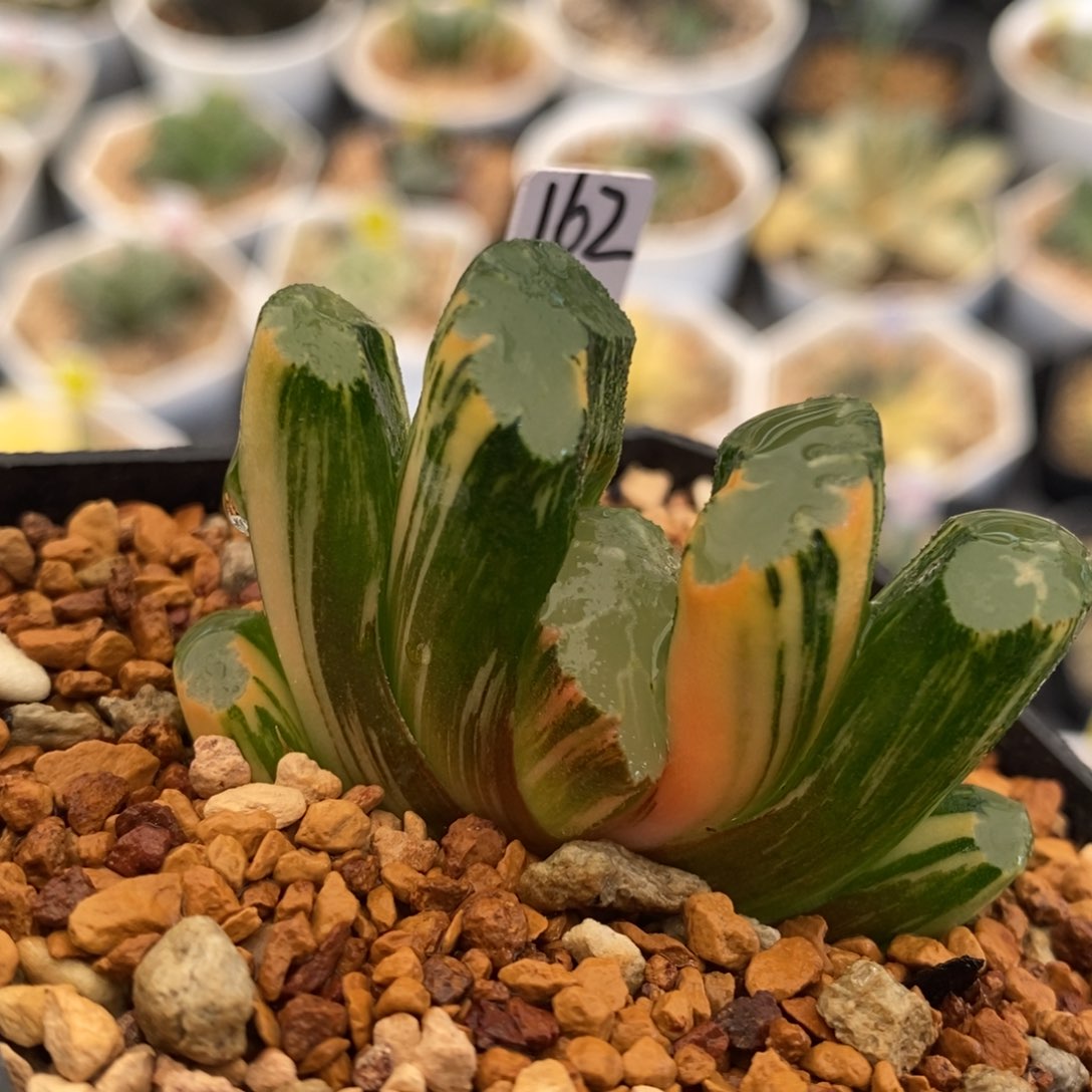 162号北斋玉扇锦多肉