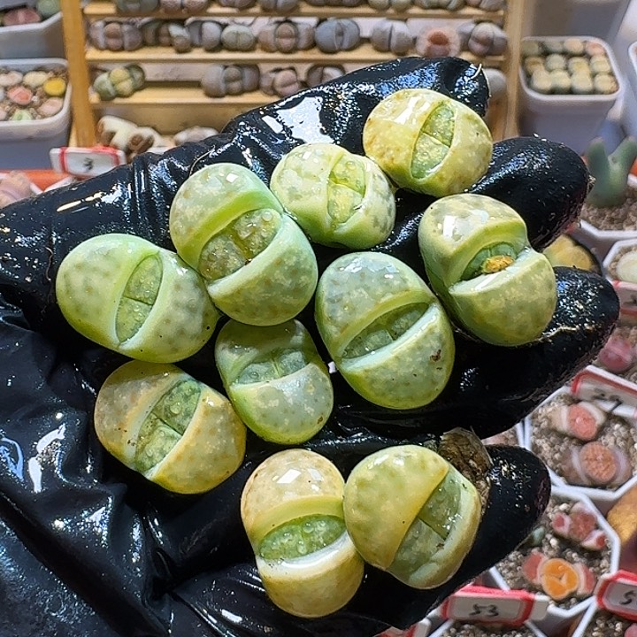 生石花223:：。  183