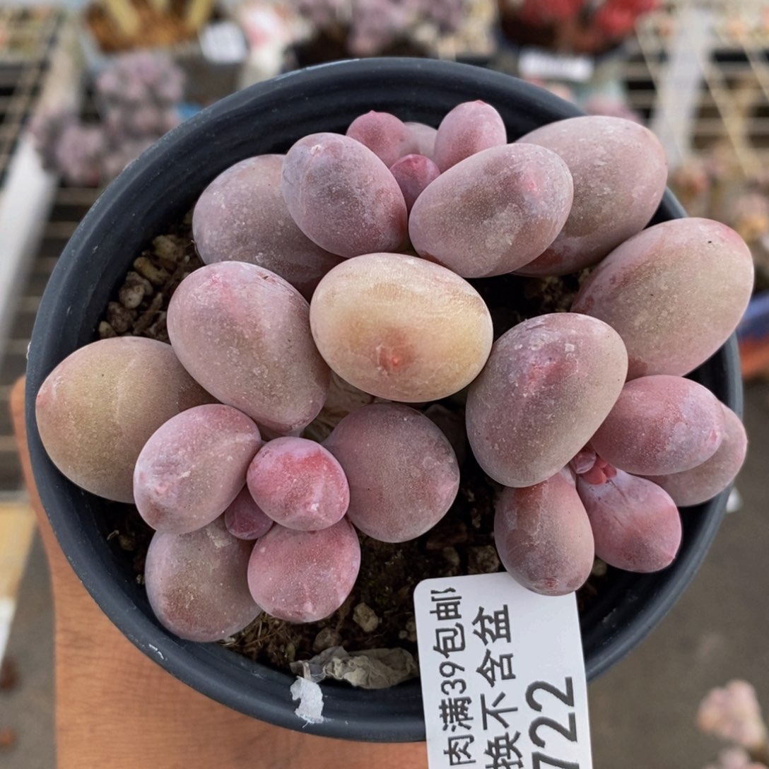 蛋黄奶酪722/8c m