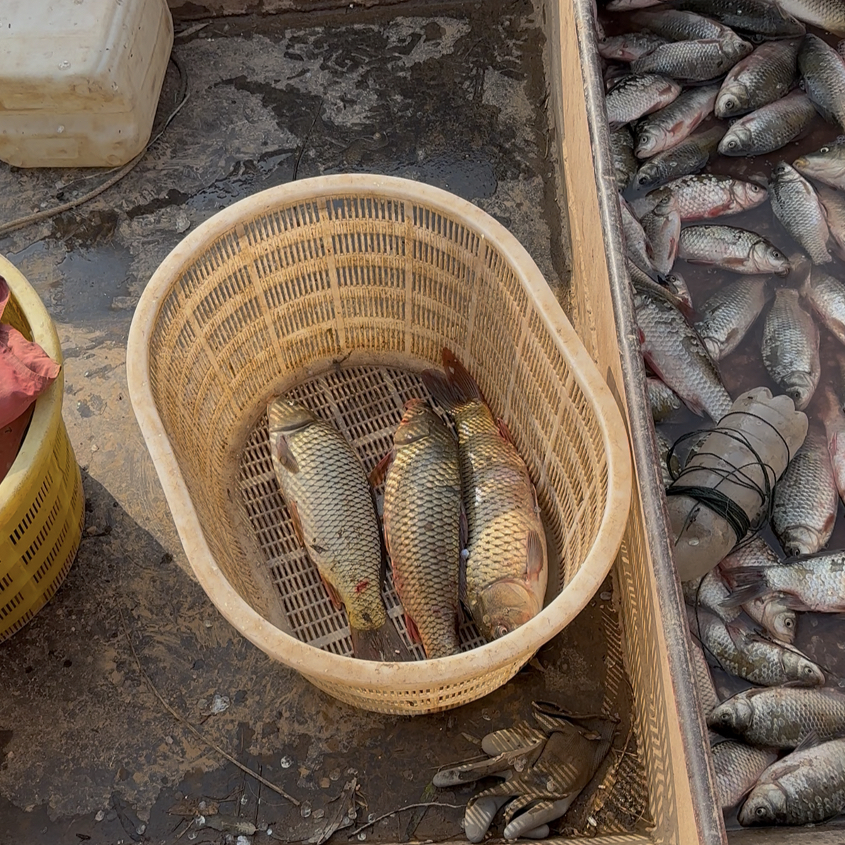 【宰杀】顺丰包邮野生活鲤鱼现发，红烧干煸酥鱼老少皆宜
