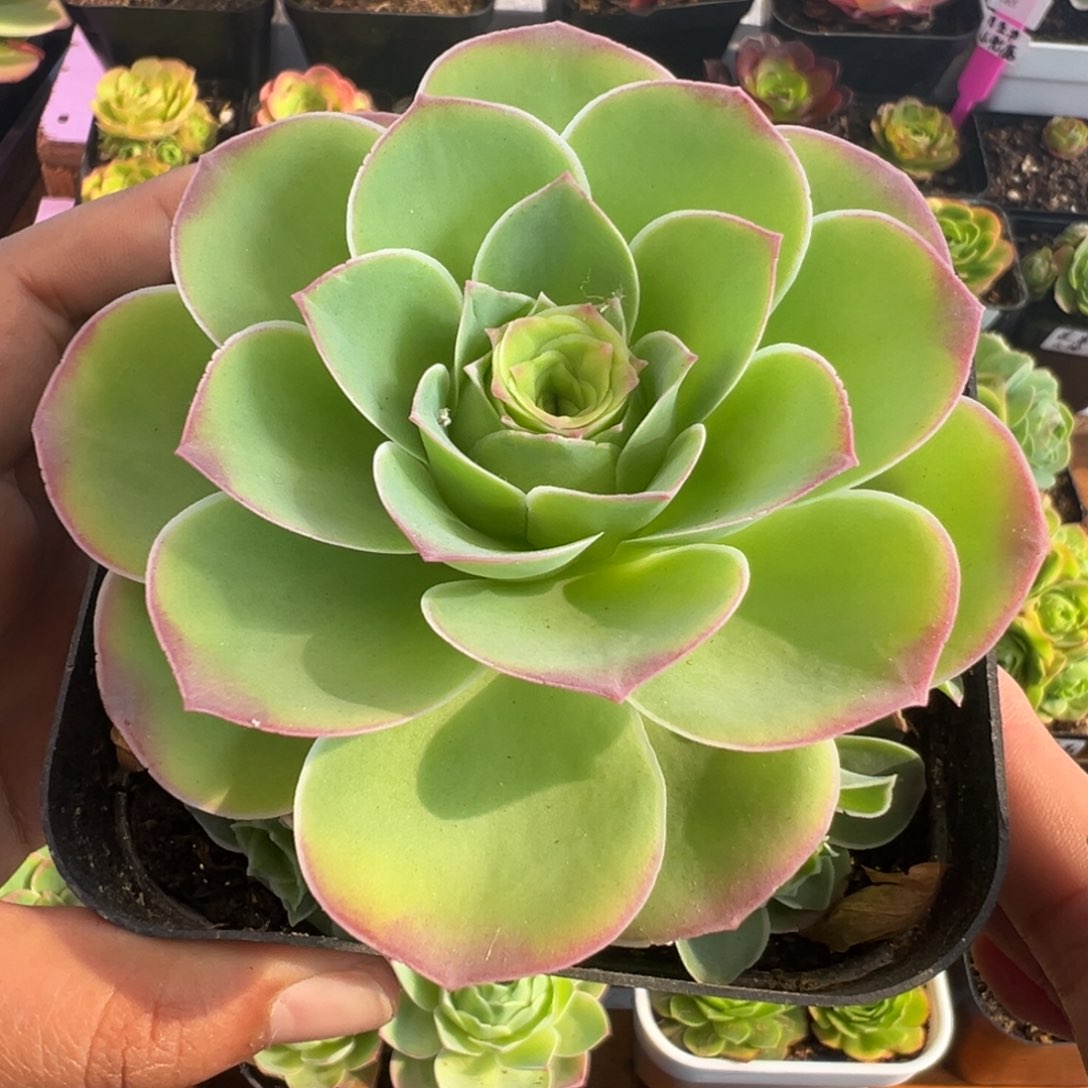 L21半城玫瑰锦书