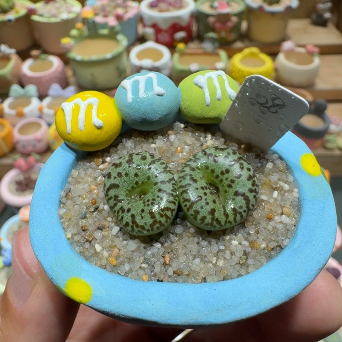 蘑菇1201泡泡安贞多肉植物