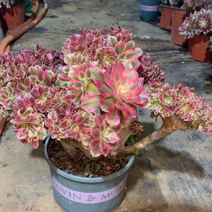 女巫缀多肉植物3。 