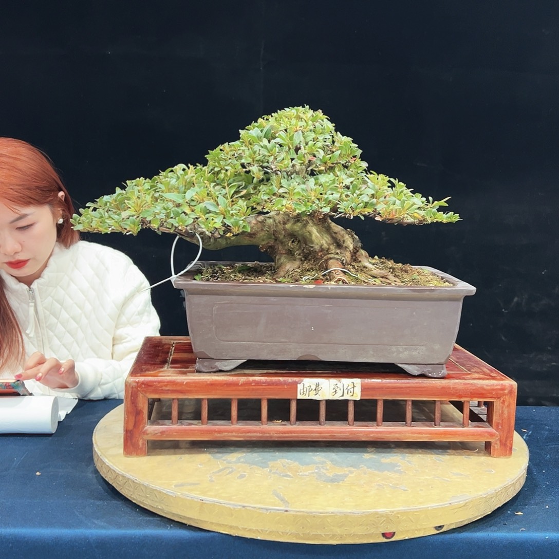 嗯***完全开放杜鹃花的诗作