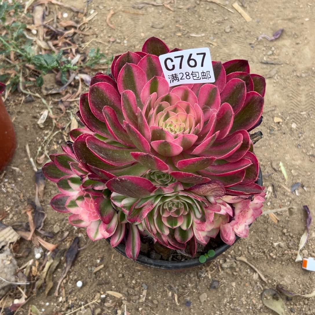 767多肉  荔枝     