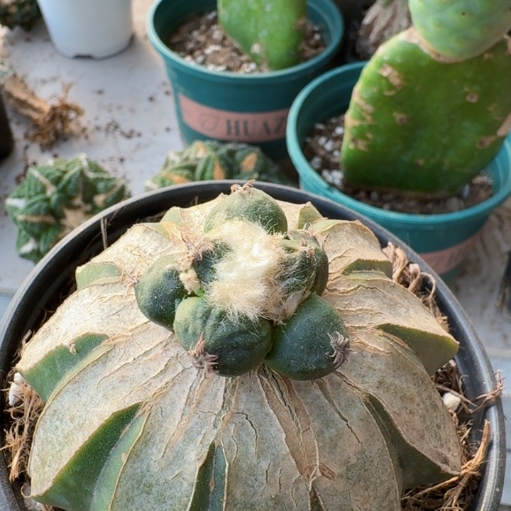 2185葡萄蛋尤青瓷牡丹