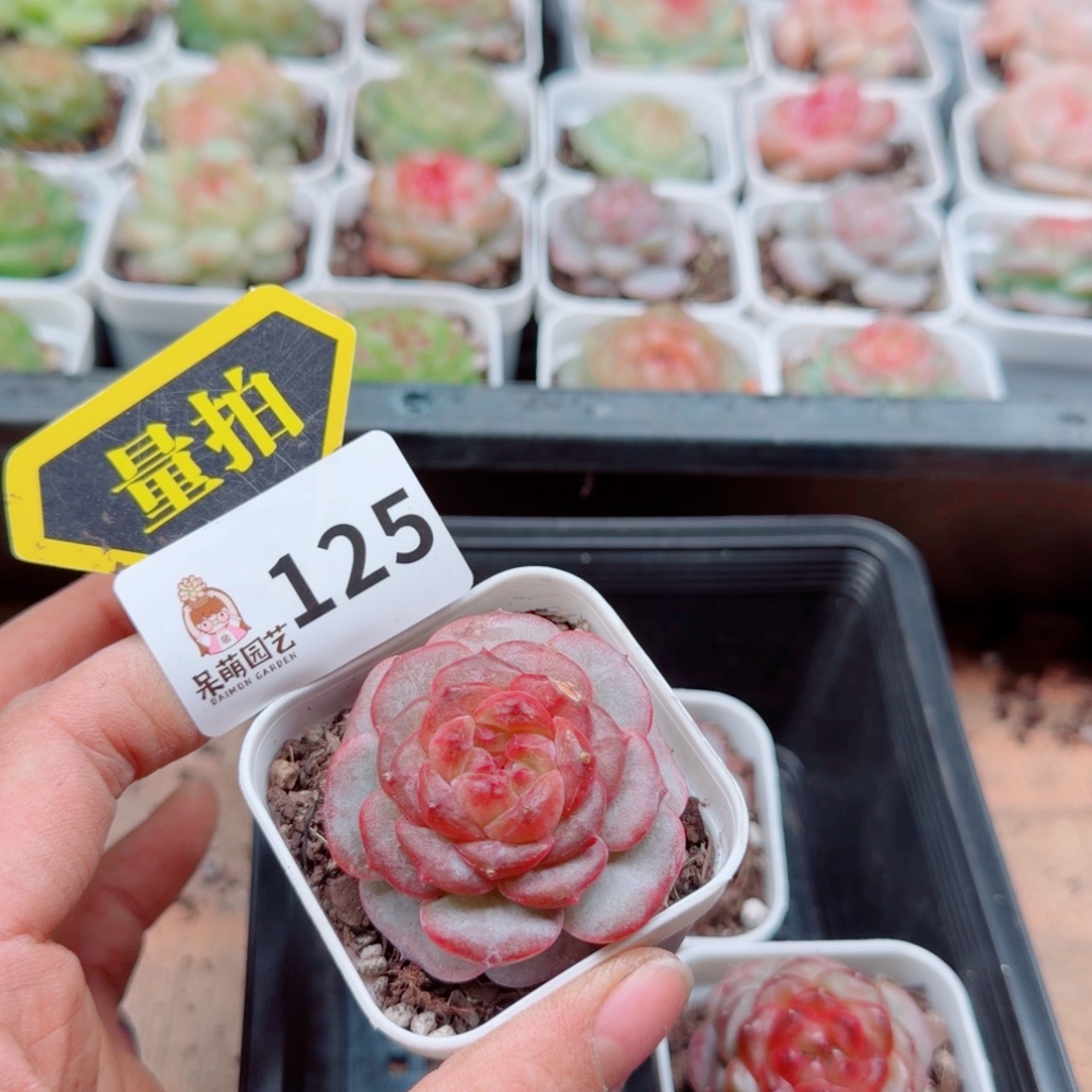 多肉植物多肉植物