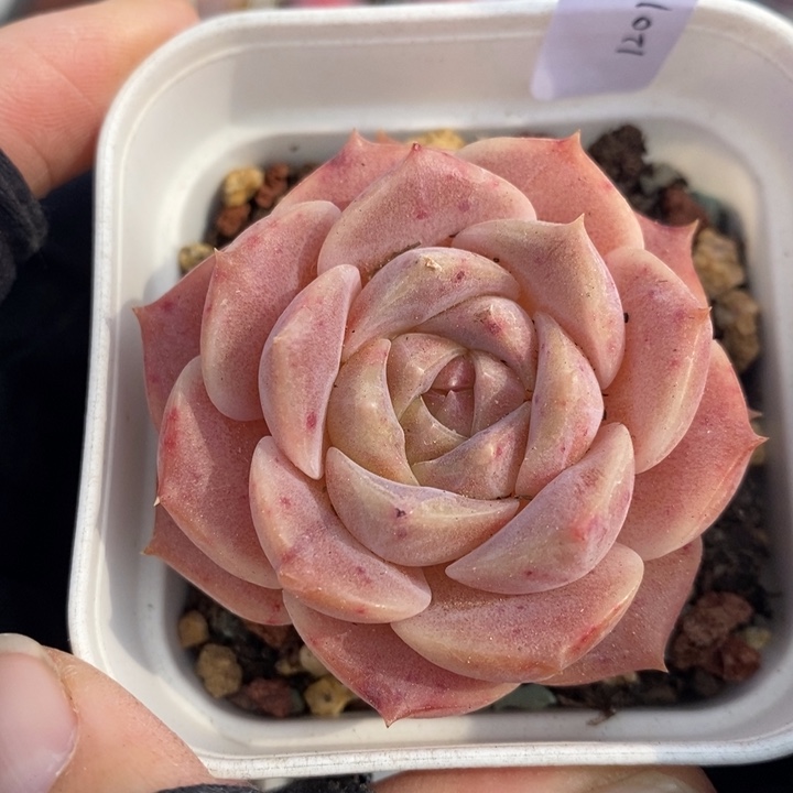 1201-77，糖心多肉