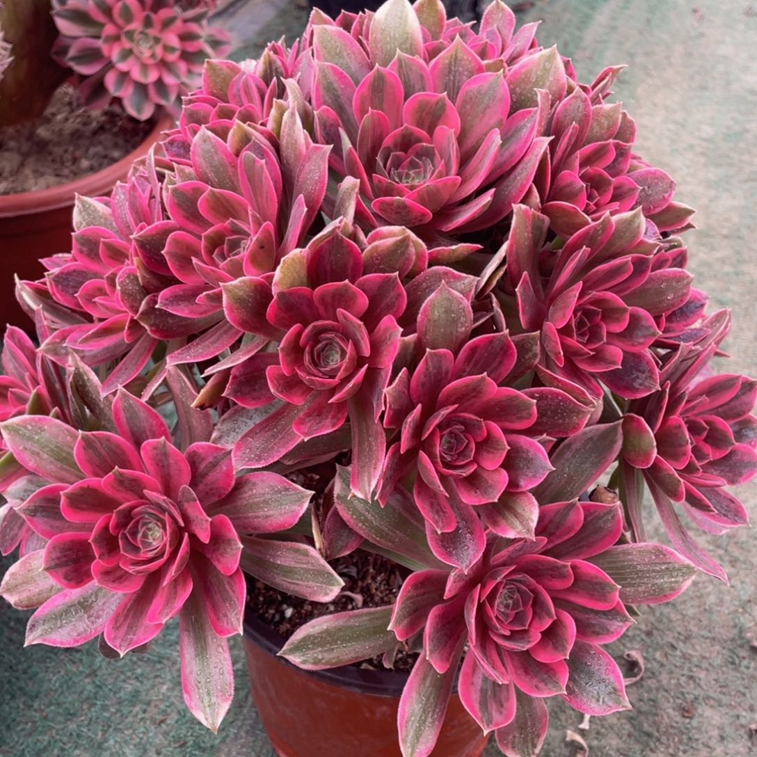 929浣纱精品法师多肉