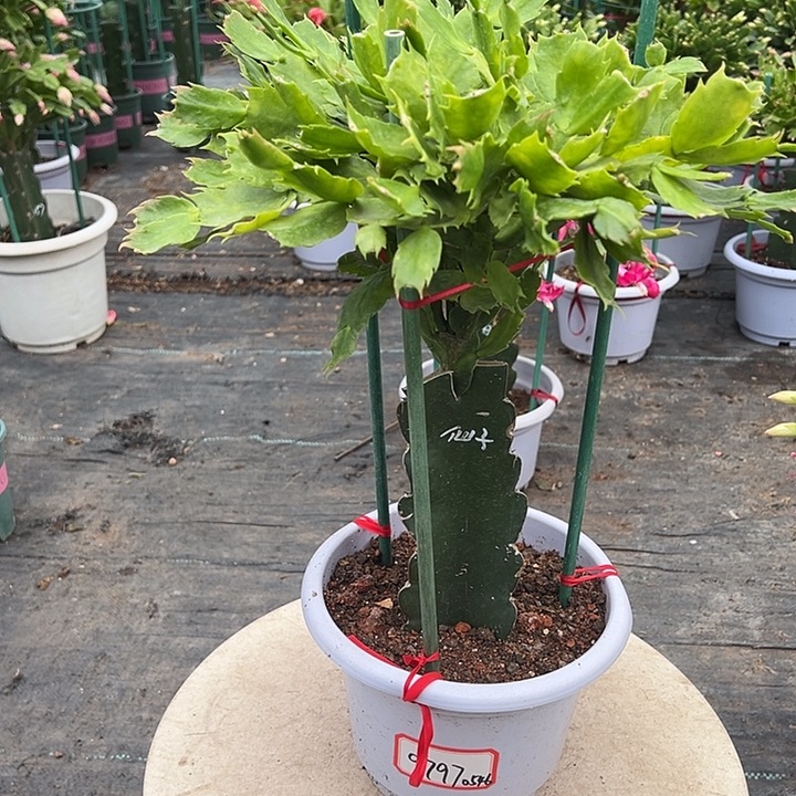 【***】白盆荷花蟹爪兰9797