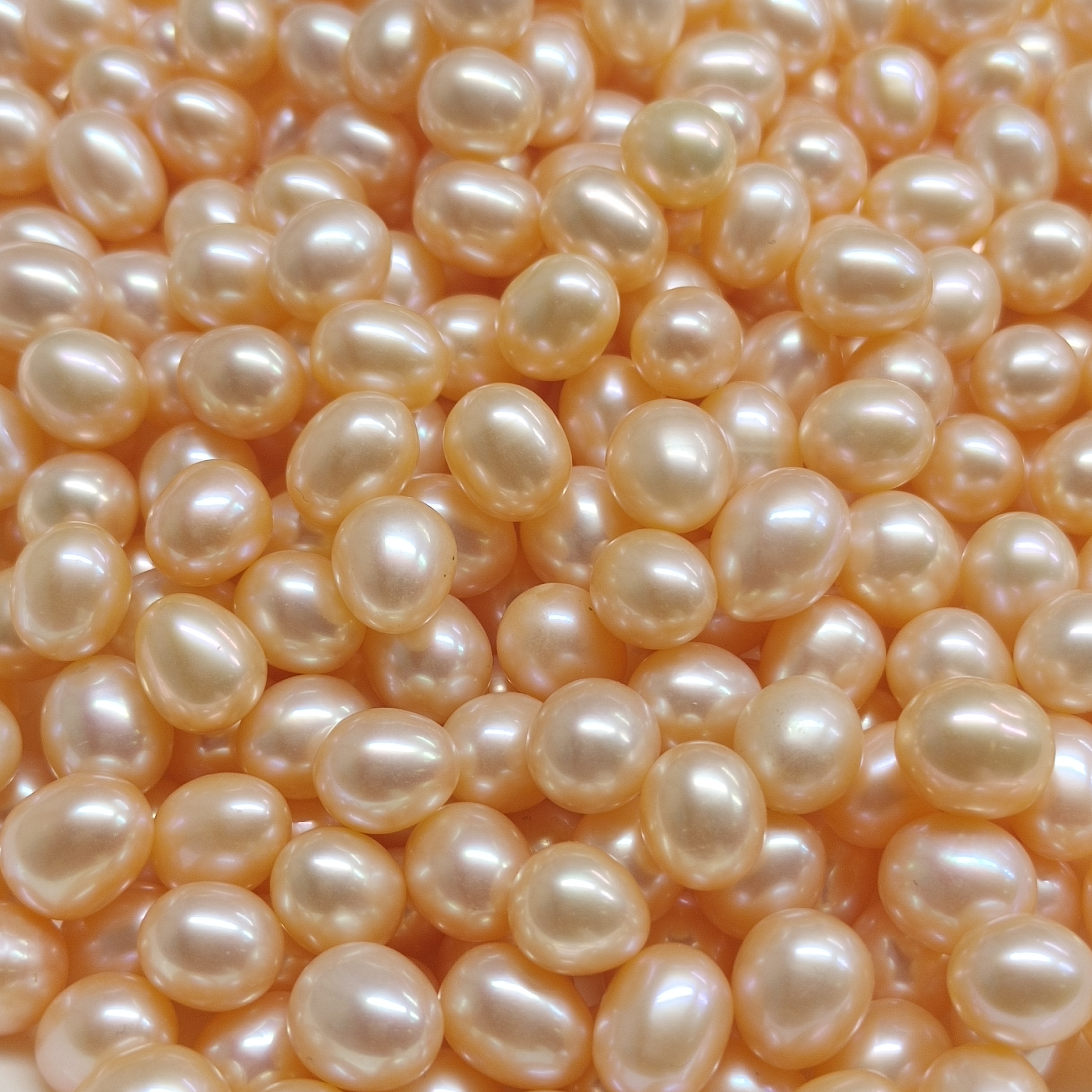 美人泪 (活体打开，不退不换)