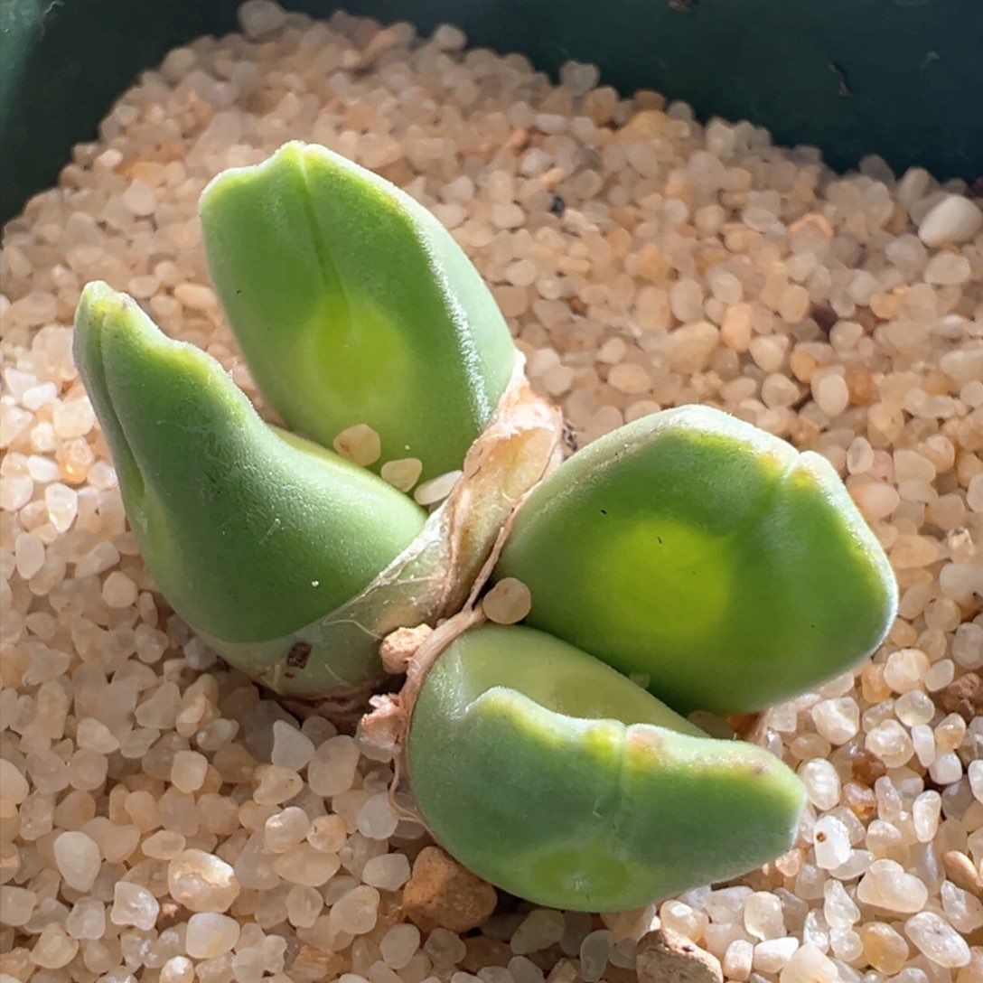 869。青蛙优选大眼空蝉 母本