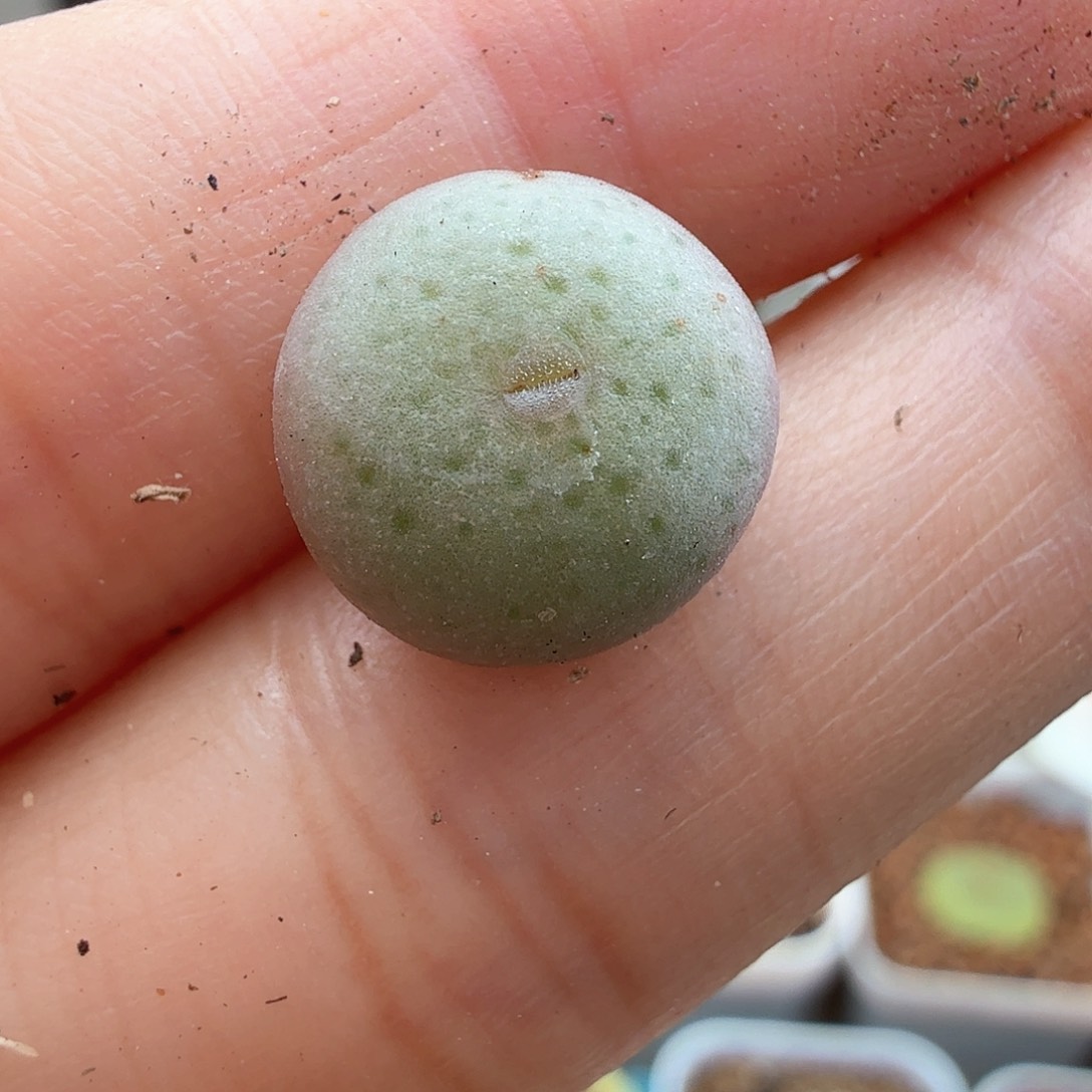 2.9.5/白花大G/多肉