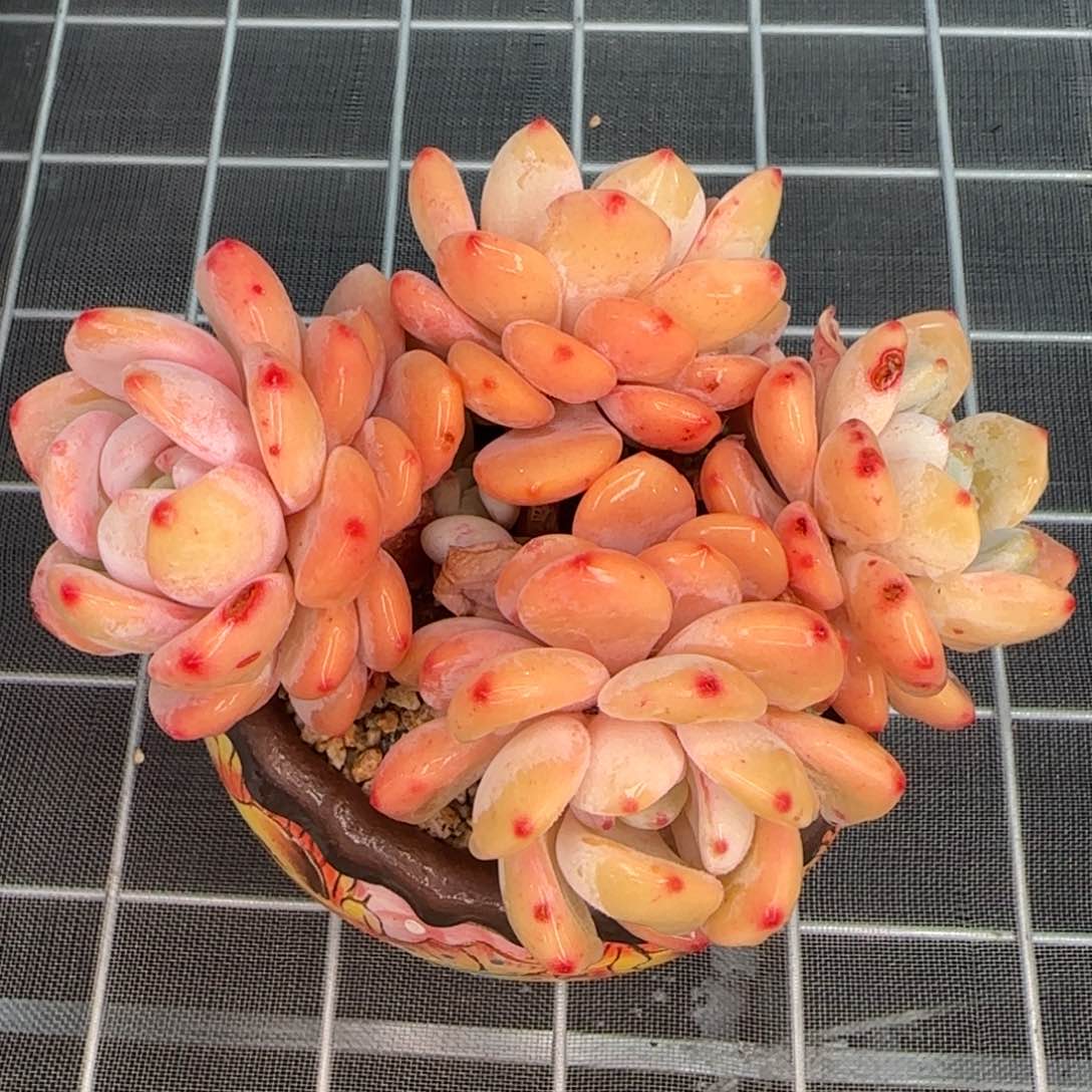 从前慢花园多肉精选冷香小