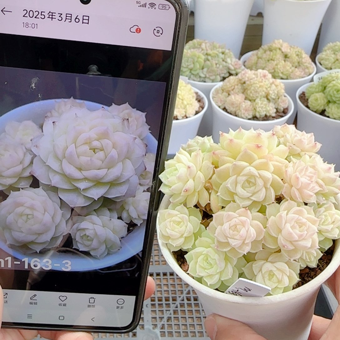 1125-2（m1-163-3）优选