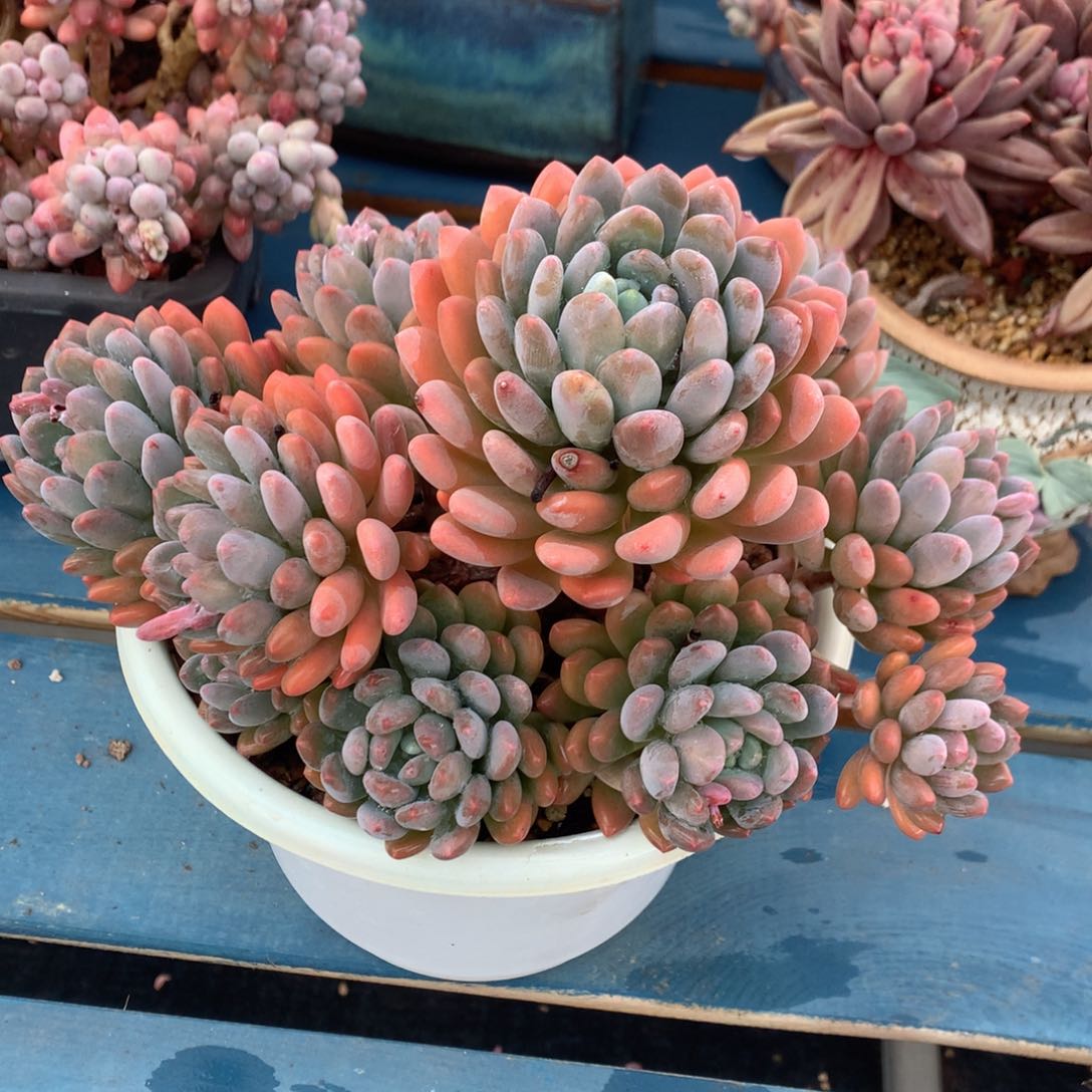 灯美人老桩无砍一物一拍