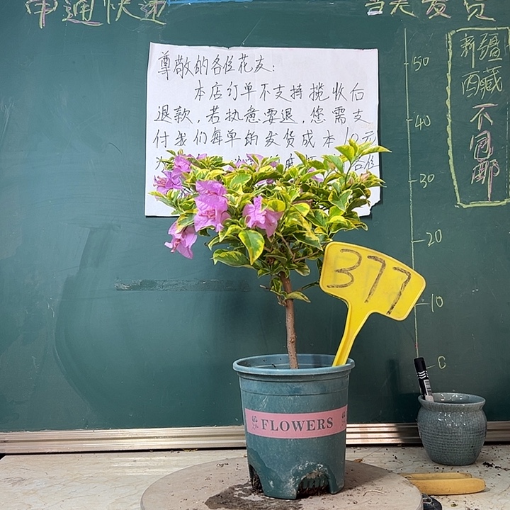 完全开放金边浅紫377