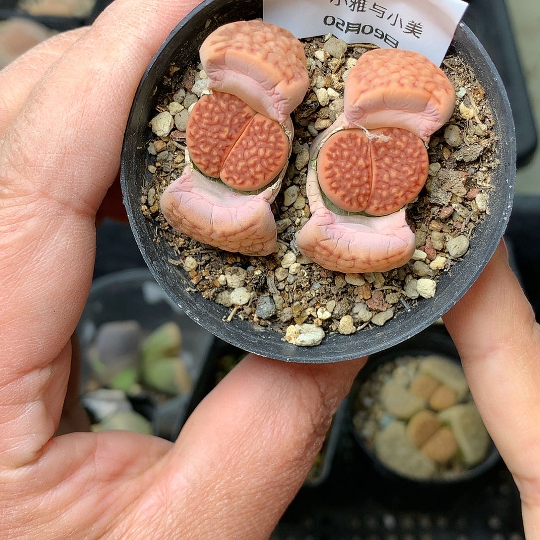 G182多肉植物保护研究所