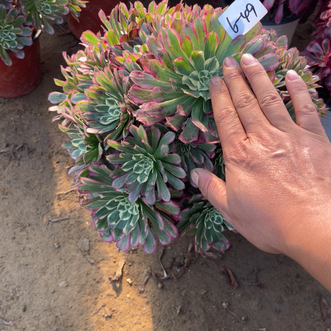 12-5-49天和法师锦