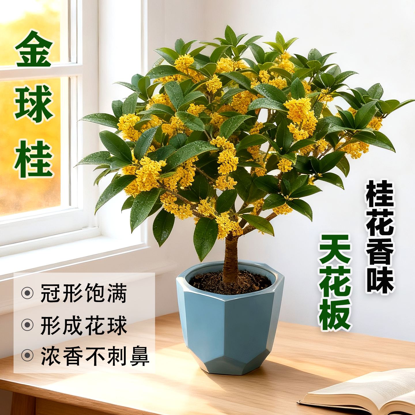 金球桂黄金桂盆栽原生土培水培矮株老桩桌面阳台盆景浓香型