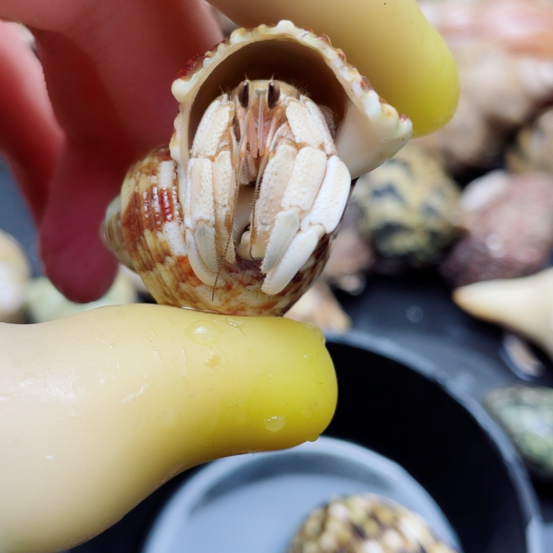 1.5口冰蓝东帝汶灰白