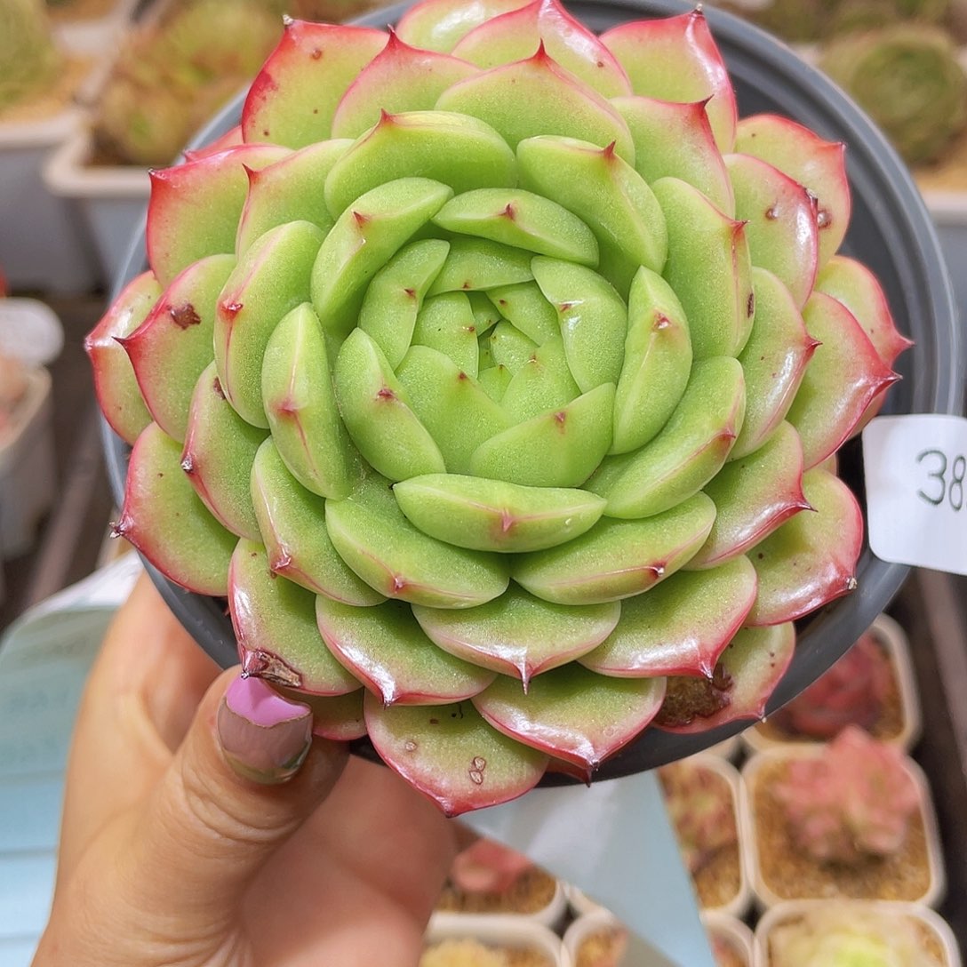 383珍妮母本哈哈