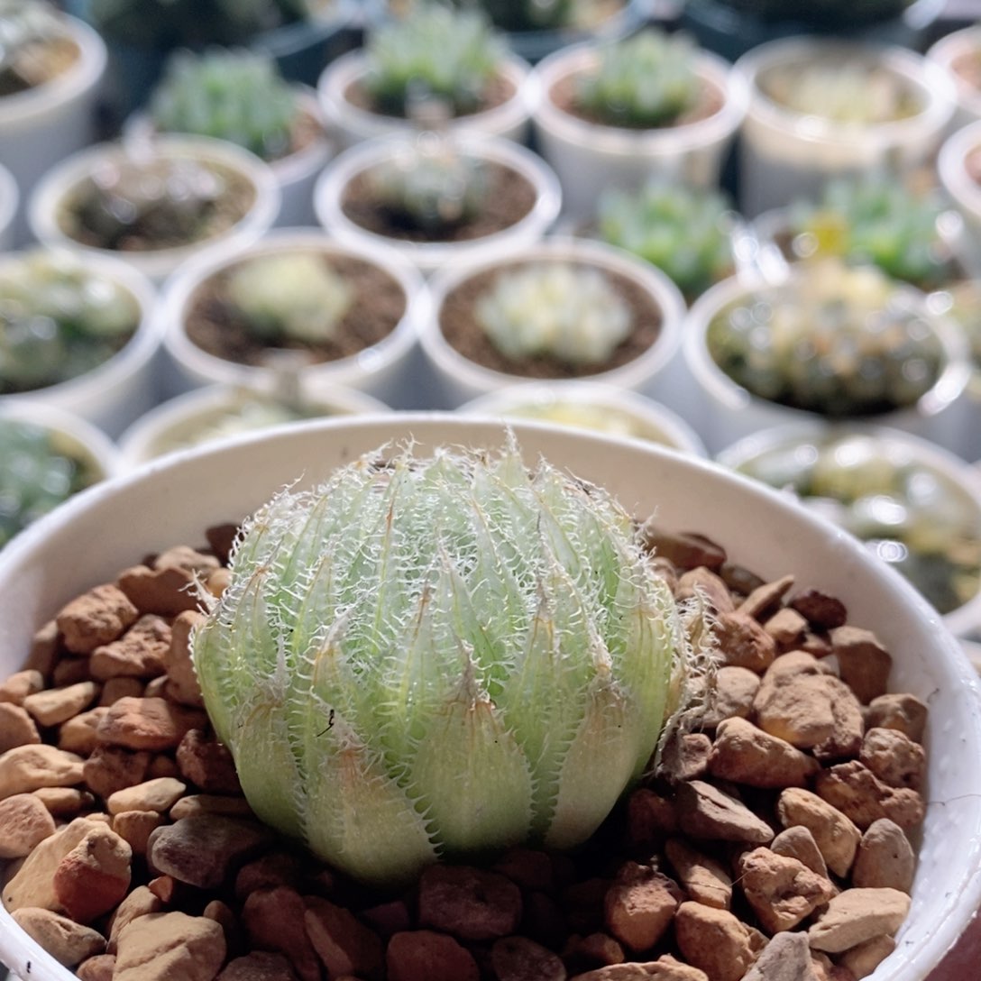 钻石实生针管玉露多肉