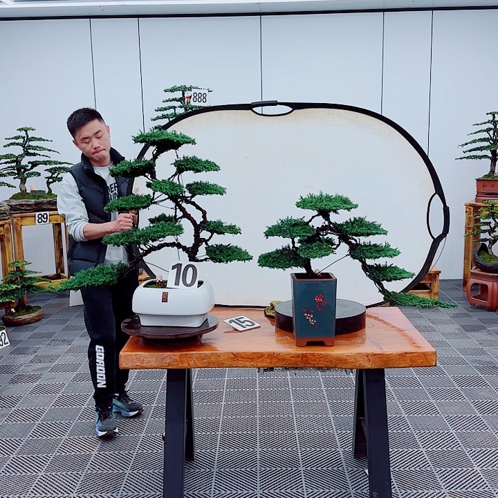 松树盆景一物一拍