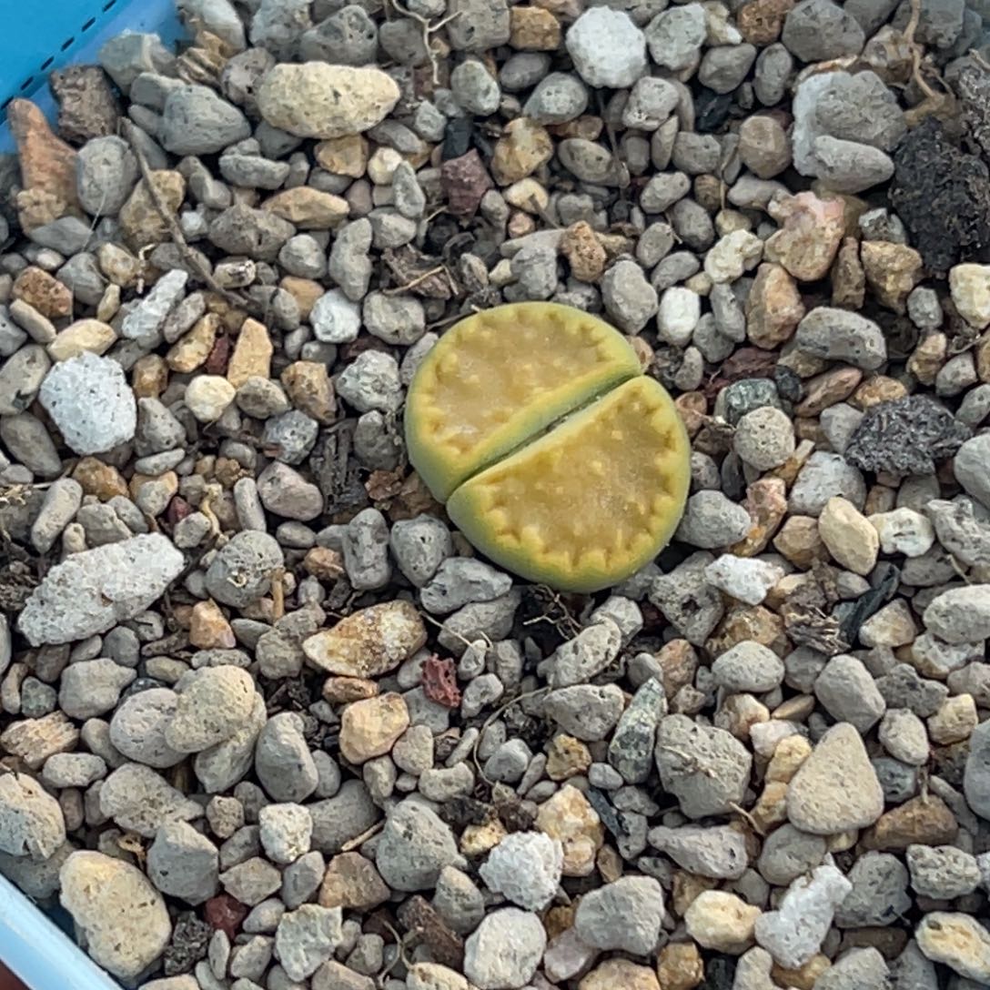 9590全窗黄巴里一颗