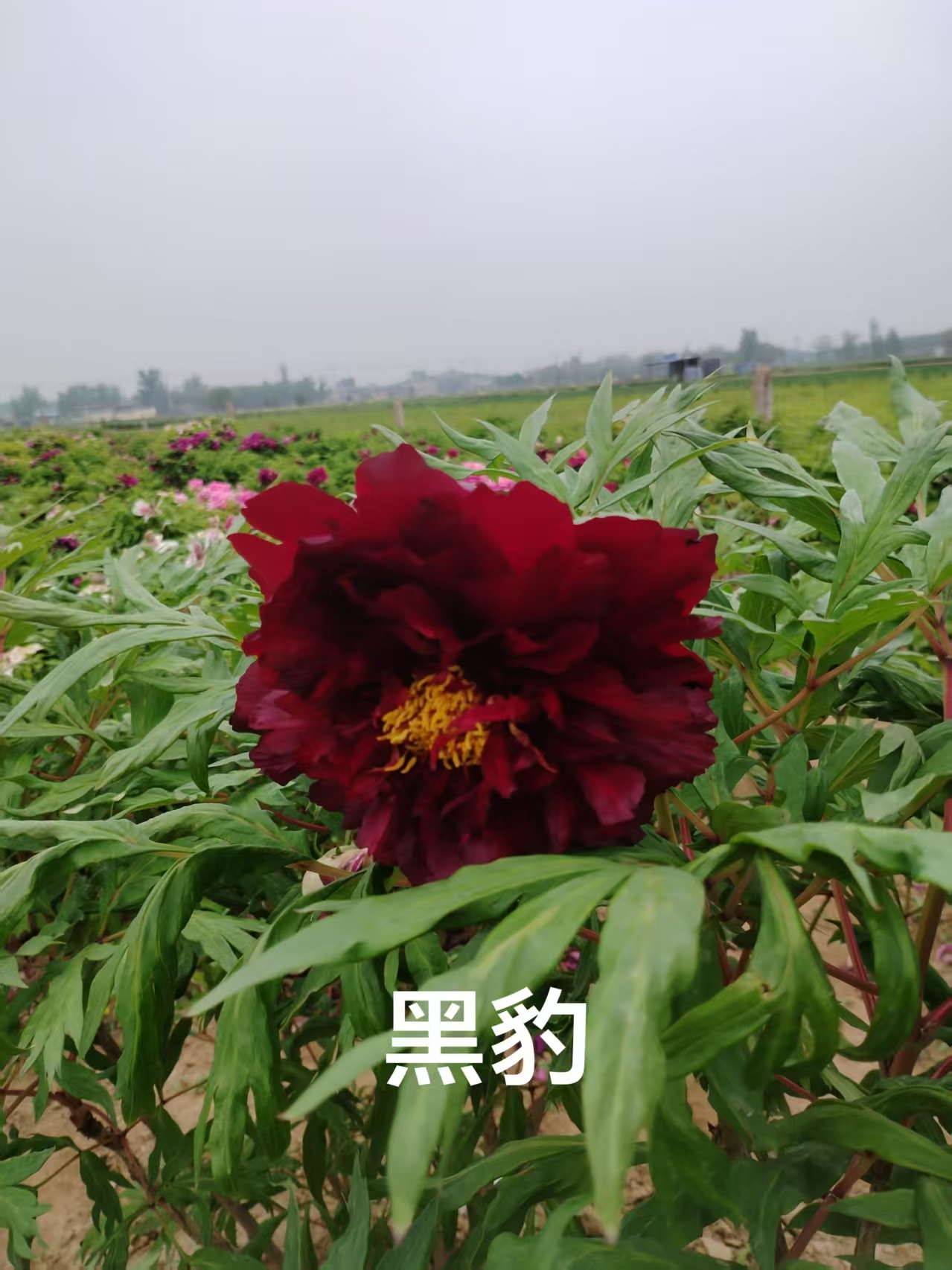 菏泽基地直发精品观赏牡丹【黑豹】花苗，先发肥料