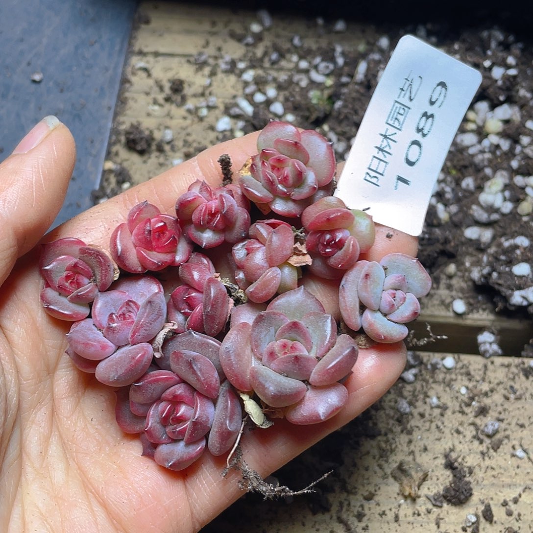 多少植物多肉植物1089