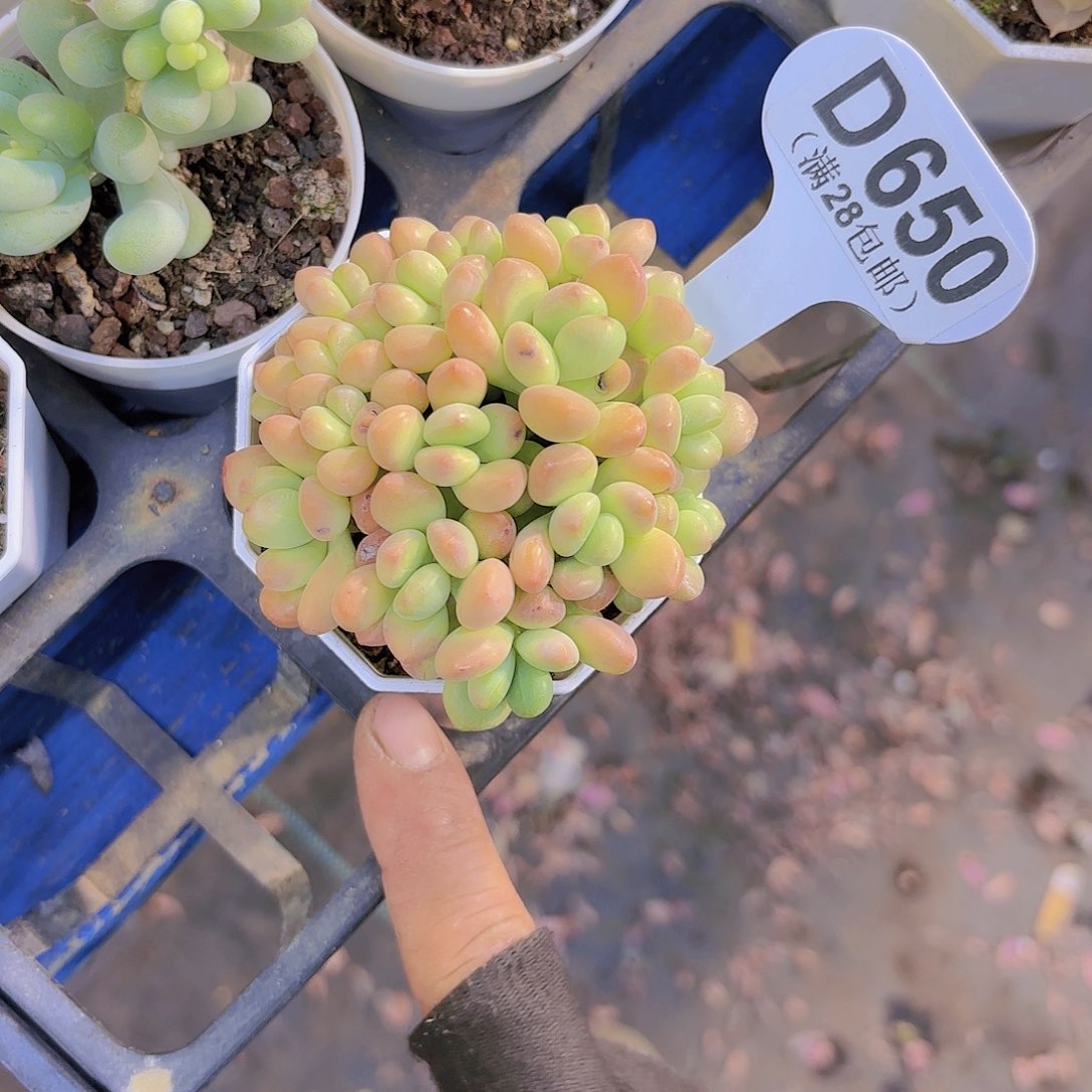 D650QQ糖一物一拍啊