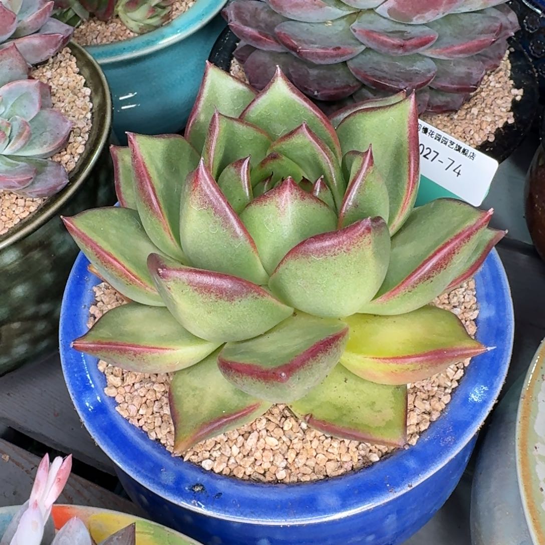 从前慢多肉精选编号1027.74