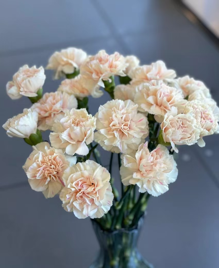 套餐27  初吻康乃馨10支+白色铃铛花一小把