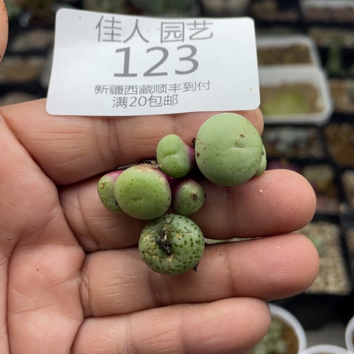 佳人园艺新年福利啦肉锥杂123