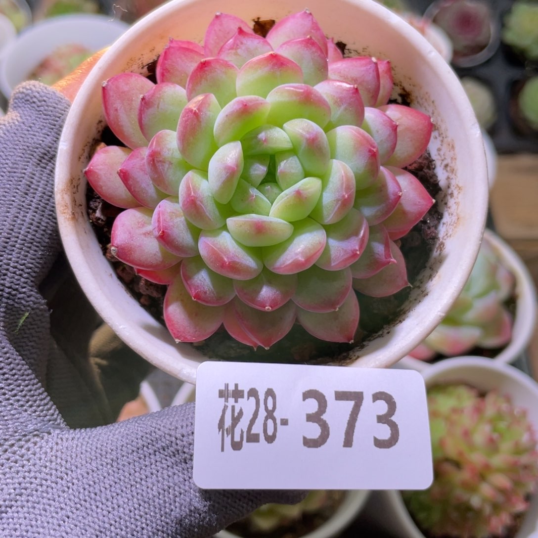 花利美28-373糖心新品