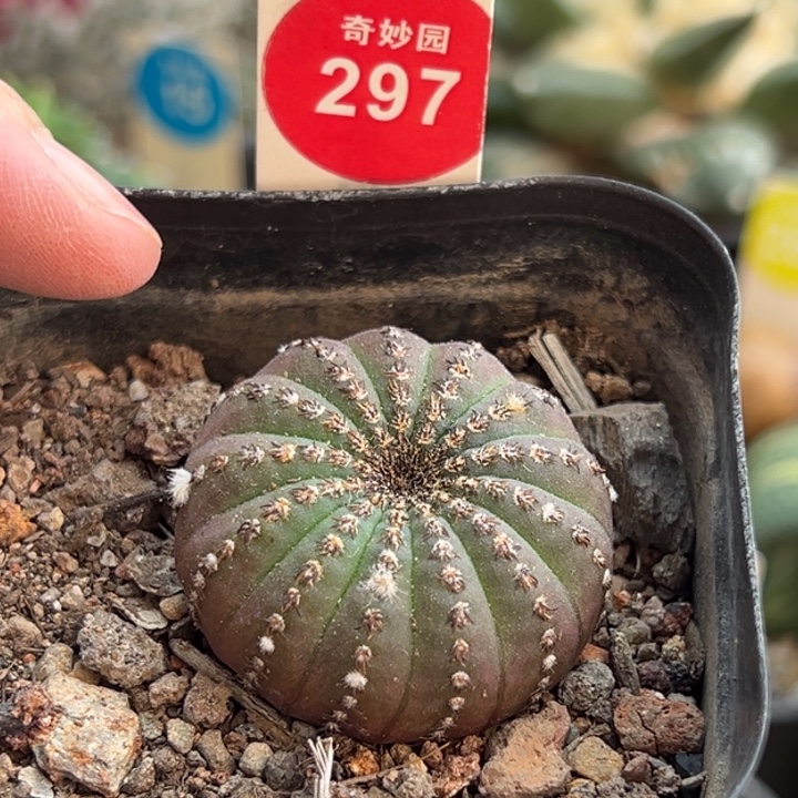 实生大型士童3.3cm一棵仙人球