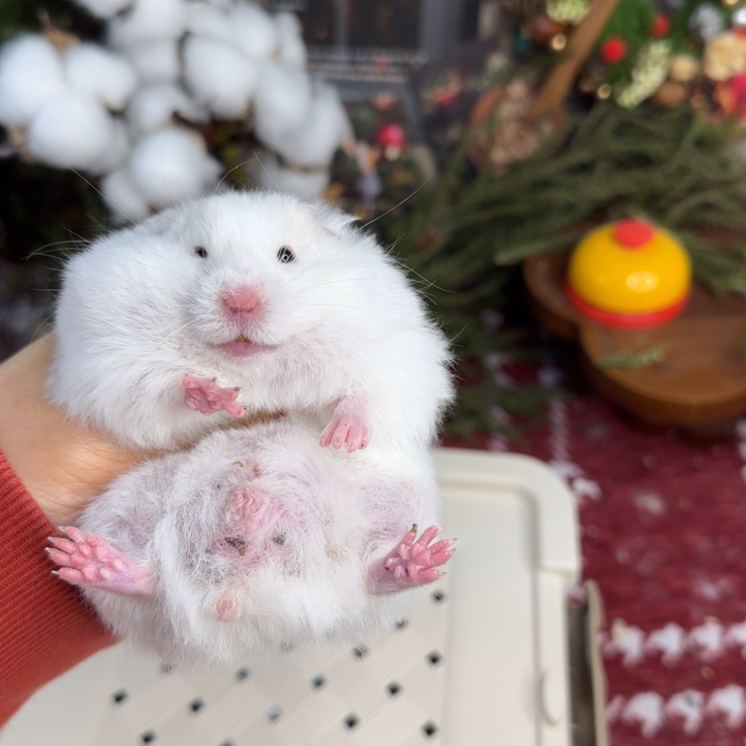 蜜显斑弟弟10.18生日