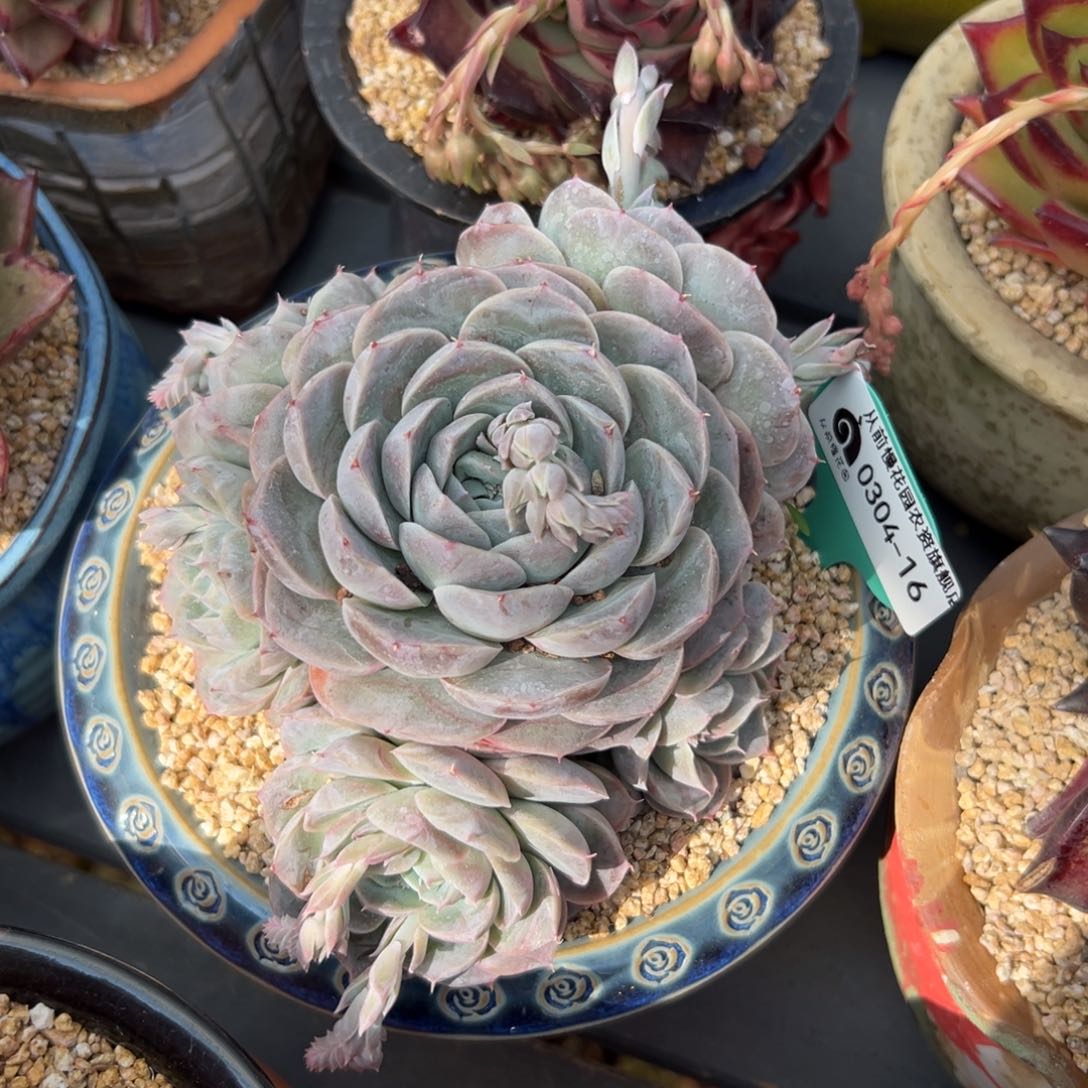 多肉一物一拍0304-16