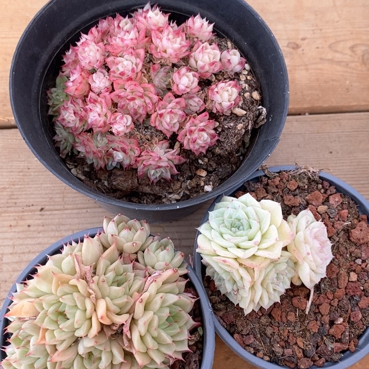 白天鹅。绿油。EKO麦杆组合。不包整