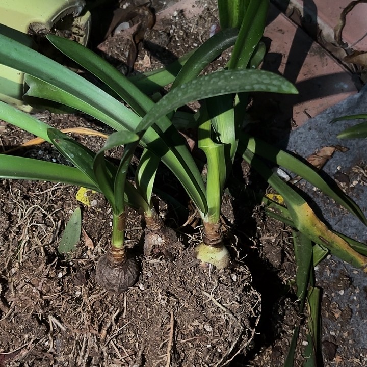 无花朵朱顶红火焰辣椒3厘米3棵