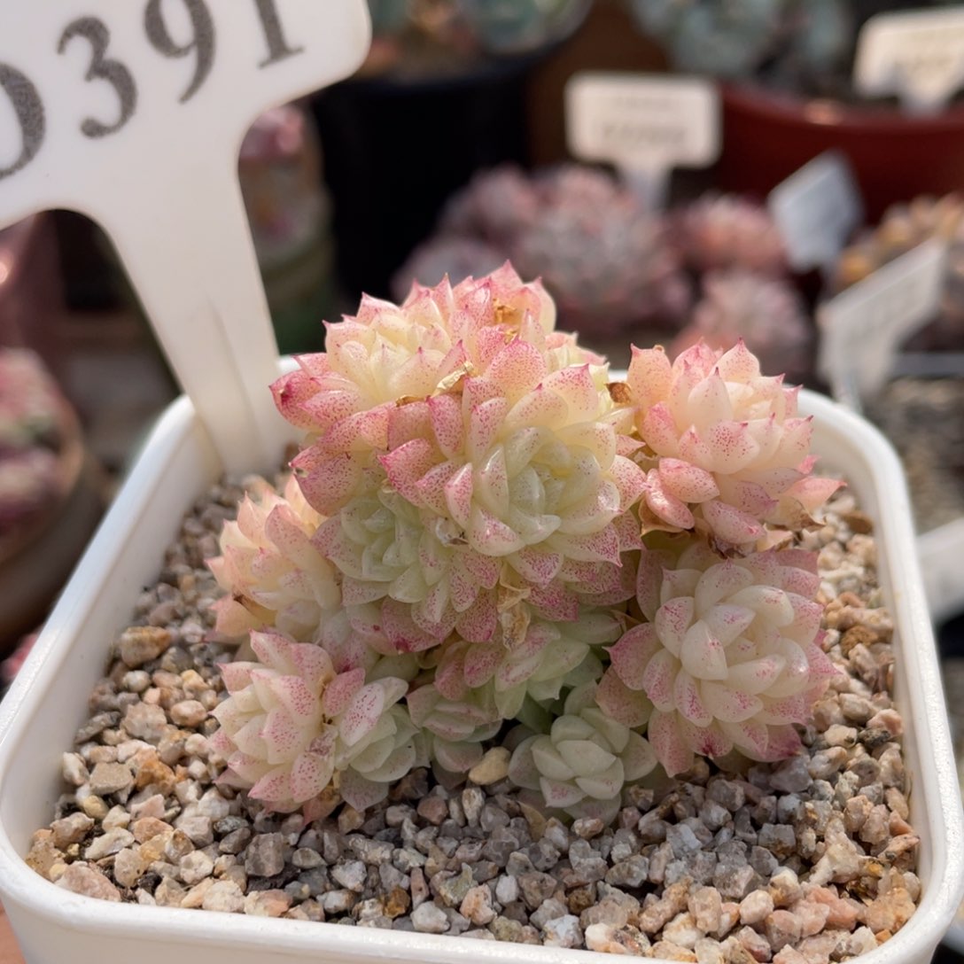 391麦秆不带盆6厘米