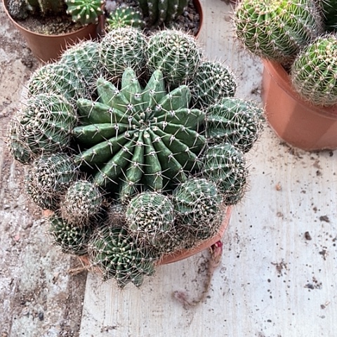 仙人球开花漂亮好看