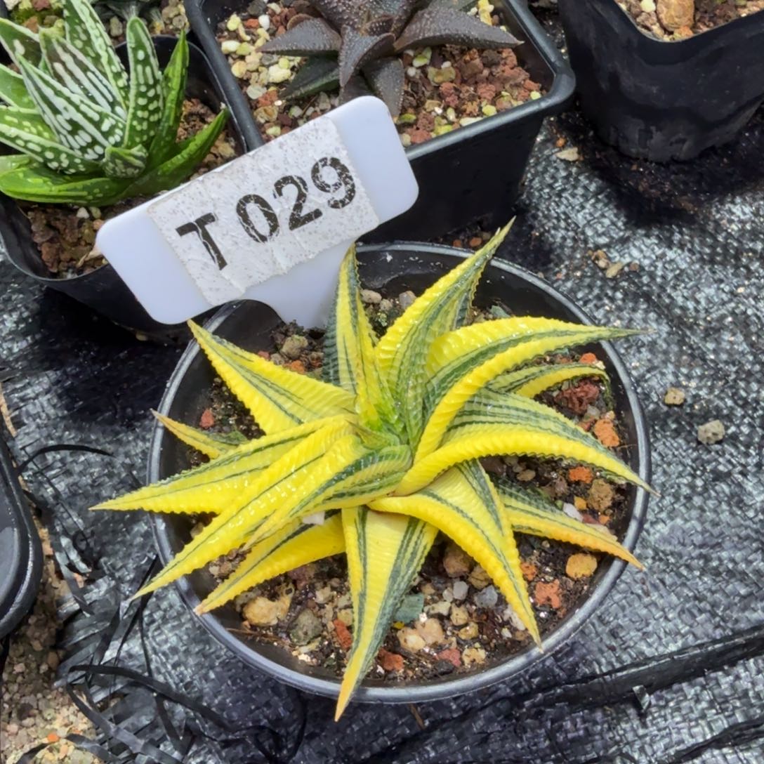 大***帅福利琉璃殿锦一颗脱土发